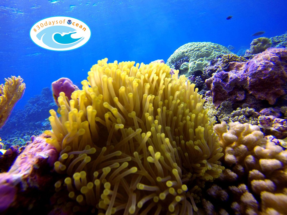 noaaocean's tweet photo. 30 Days of the Ocean returns June 1-30. What will you discover? #30DaysofOcean https://t.co/NLrAeTSF4S