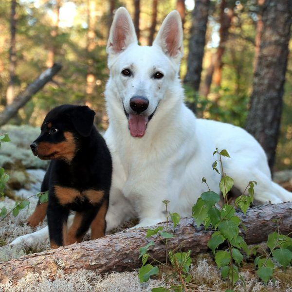 MyDogAlerts's tweet photo. Why Are Some Older Dogs Afraid of Young Puppies? https://t.co/Yf7YbPlBgO #dogs https://t.co/y3jWtVuYtW