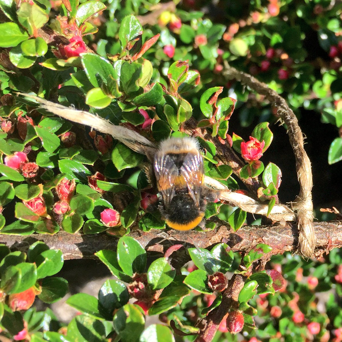 BearsdenPrimary's tweet photo. P6 get involved in the #GreatBritishBeeCount #outdoorlearning #numeracy #survey #learningisfun @lowra_mcgonagle @wwwfoecouk #springwatch https://t.co/88cDosWw9Q