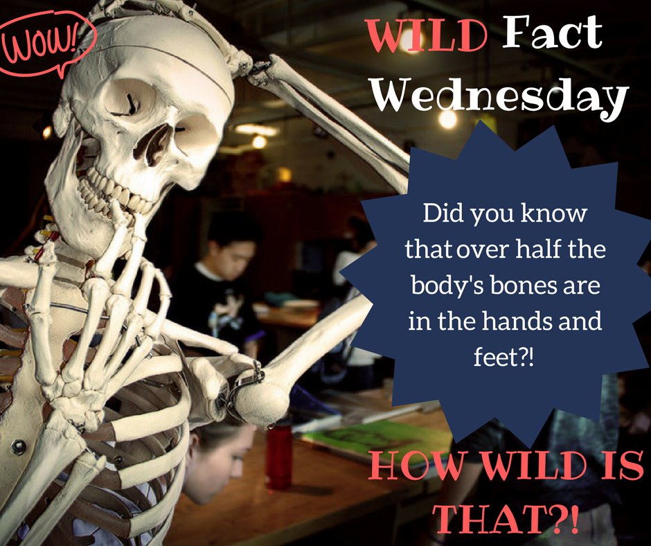 Orthotexas1's tweet photo. Wild Fact Wednesday #OrthoTexas https://t.co/XAc71urATv
