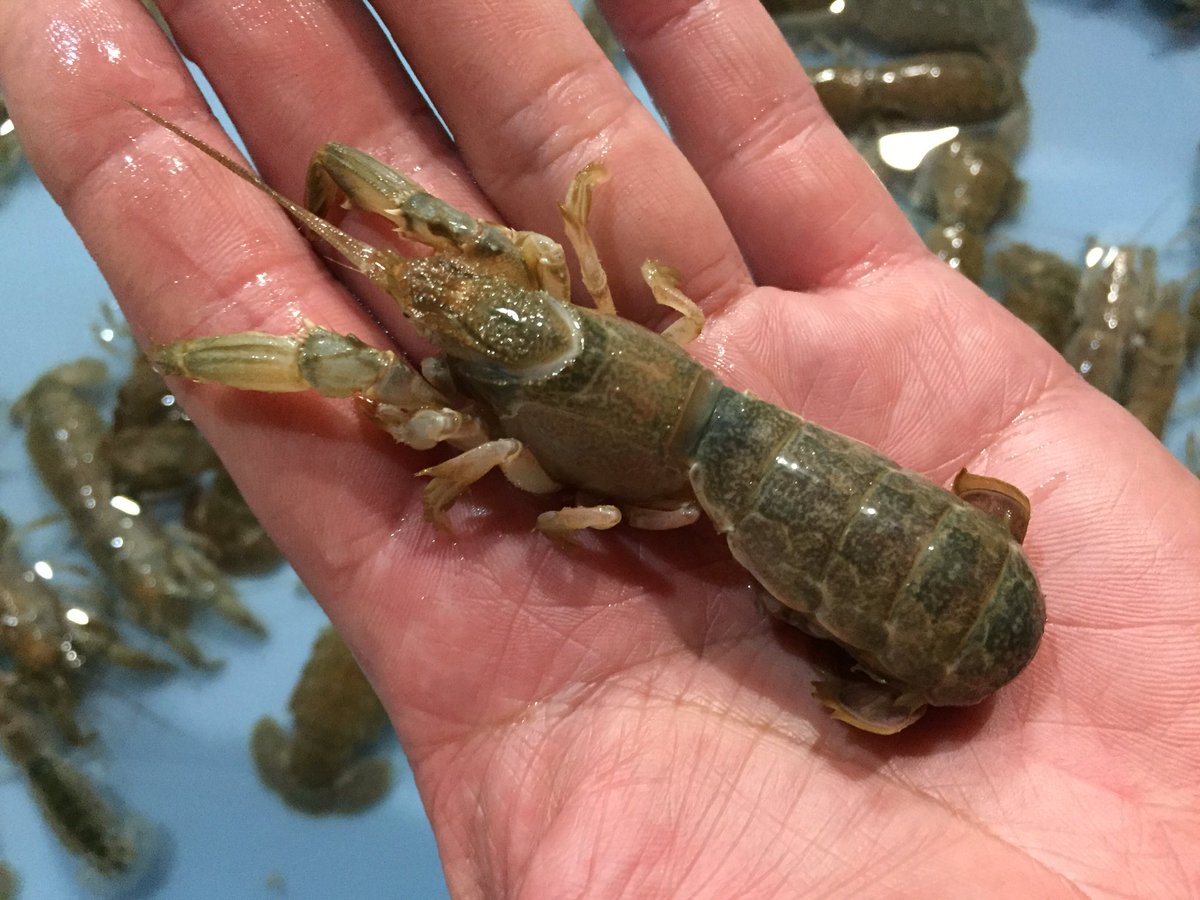 釣り餌のエサショウ 三重県松阪市 ウナギ釣りに カメジャコ入荷 穴ジャコ カメジャコ ウナギ釣り