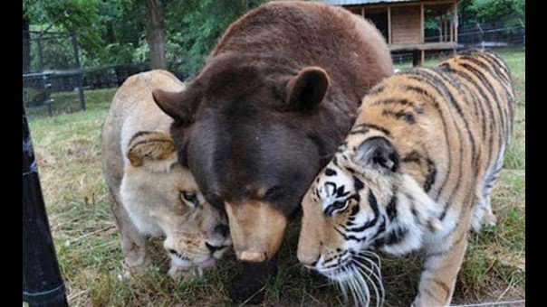 LaMega's tweet photo. #LoMásVisto [VIDEO] ¡Qué ternura! La amistad de un oso, un tigre y un león https://t.co/0umboBi5VE https://t.co/CGH2WPTftM