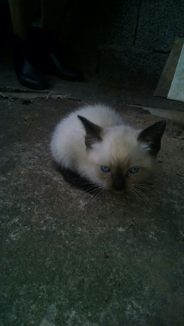 Felipe De Faria Vian (@fvian) on Twitter photo 