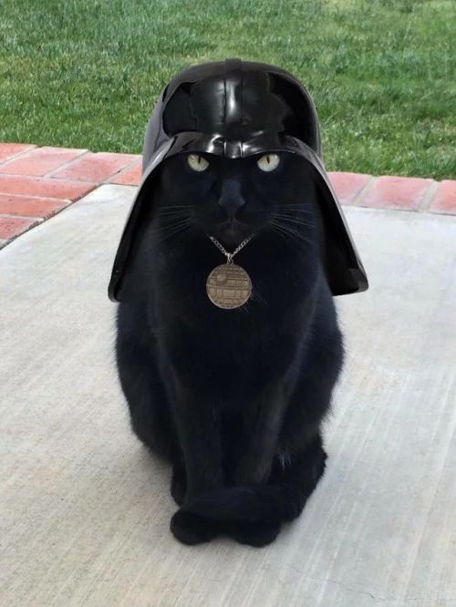 fear is the path to the #darkside 🤣 #bigbuddy_eu #fun #cats #starwars #DarthVader