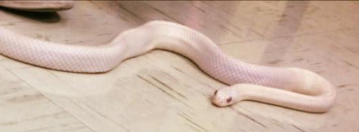 l_a_u_h_a_y_719's tweet photo. Today we have lost our beloved albino snake, Chewy from @TheDrawingZoo . She was a true sweetheart and loved by many. May she rest in peace. https://t.co/e8O5StPSJi