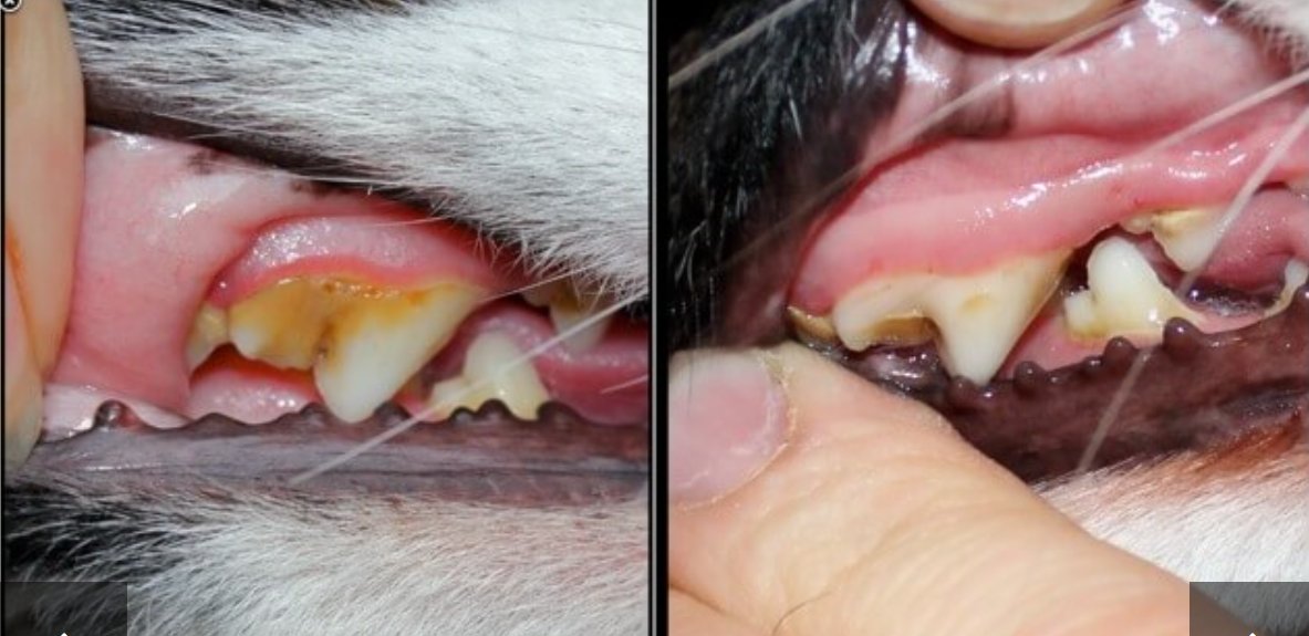 RedpawProducts's tweet photo. Looking for the best product to keep your dogs teeth clean #Look no further! #Canident is amazing. Available from https://t.co/FKNgJQ7xgq https://t.co/GNqwDz9pQd