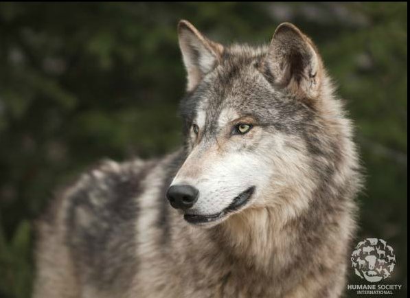 humaneworldnews's tweet photo. Did you know that the #wolf population in France may have grown by more than 23% since 2016? 👏🐺 #wildlifewednesday https://t.co/Ndb6H5cd4a