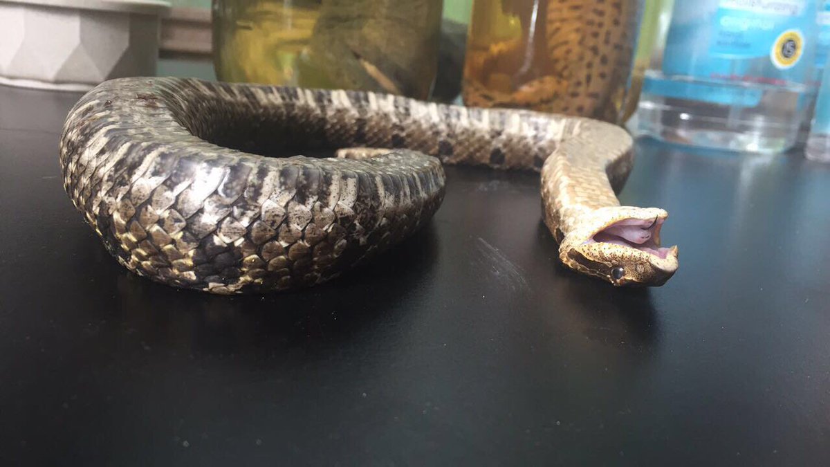 amphibs's tweet photo. Another pic from @sdbailey15 after she killed this poor hognose snake. 😢

(Kidding! They play dead as a defensive display-it's amazing!) https://t.co/3gxBTTV2IJ