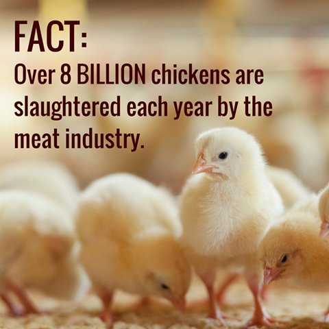 MercyForAnimals's tweet image. Over 8 billion chickens are slaughtered each year. That's 8 billion too many. Let's stop the killing. 🖐 #GoVegan