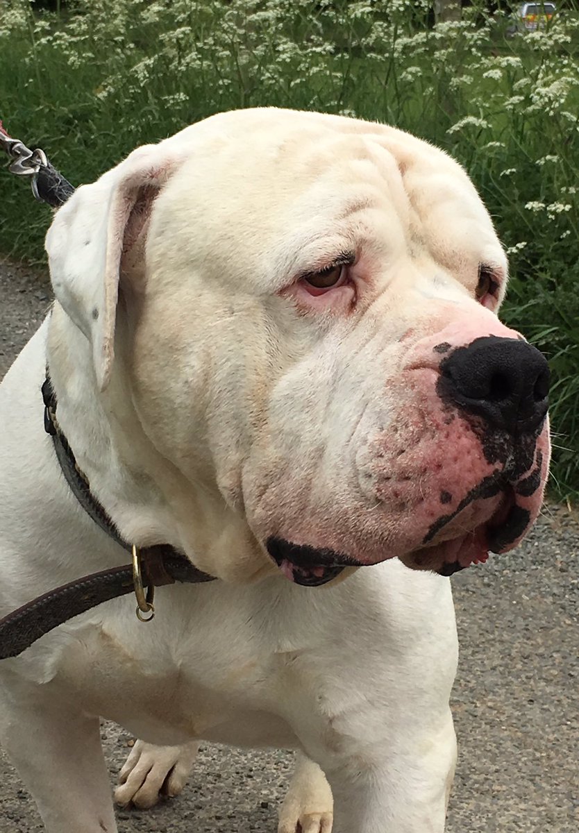 RSPCANW's tweet image. Boswell is 5 and desperately needs a new home with someone who knows his breed. He is a big friendly softy #woofwoofwednesday
