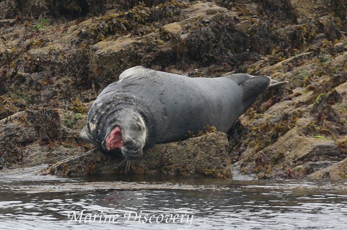 Marine_Discovery tweet media