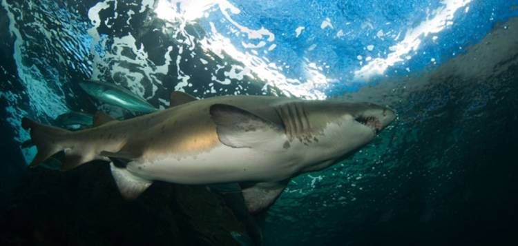 FlowComms's tweet photo. Ragged-tooth sharks will be introduced to the revamped Predator Exhibit @2OceansAquarium in a few weeks! https://t.co/zYnQDg4j0v #FlowCT π¦ππ¦ https://t.co/aaRvjijtXX