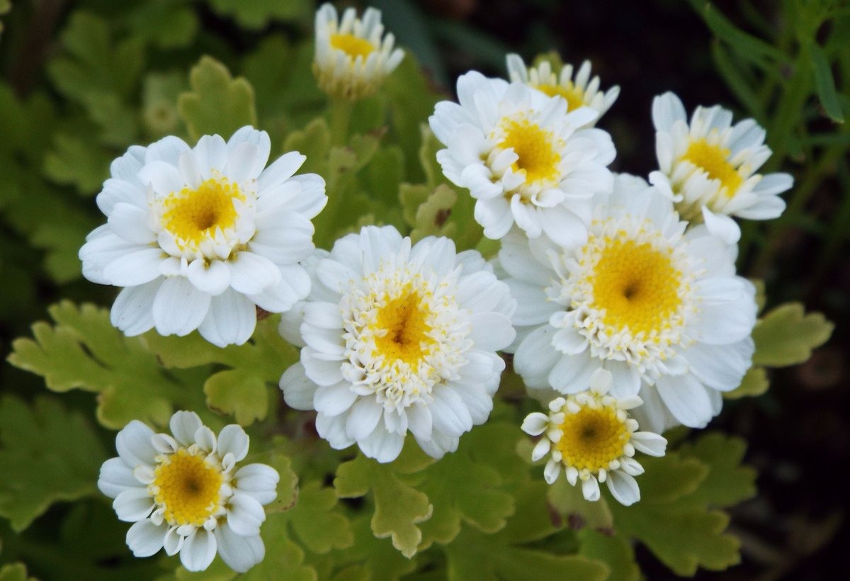 いりちゃん 花と月に魅せられて おはようございます きょう6月1日の誕生花はマトリカリア 花言葉 集う喜び 楽しむ心 忍耐 寛容 深い愛情 やアヤメ 花言葉 優雅な心 嬉しい知らせ よい便り 神秘的な人 気まぐれ 信じる者の幸福 だそう