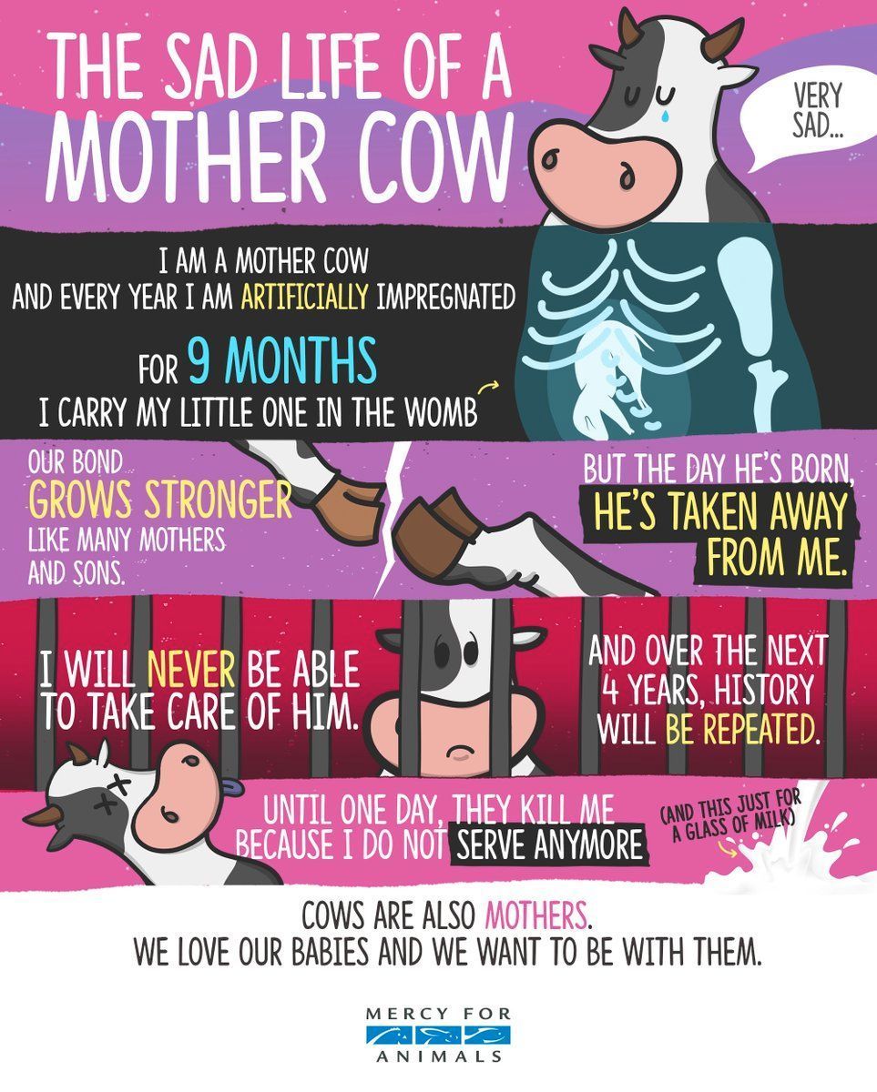MercyForAnimals's tweet image. This is the sad life of a mother cow on a dairy farm. 💔🐮