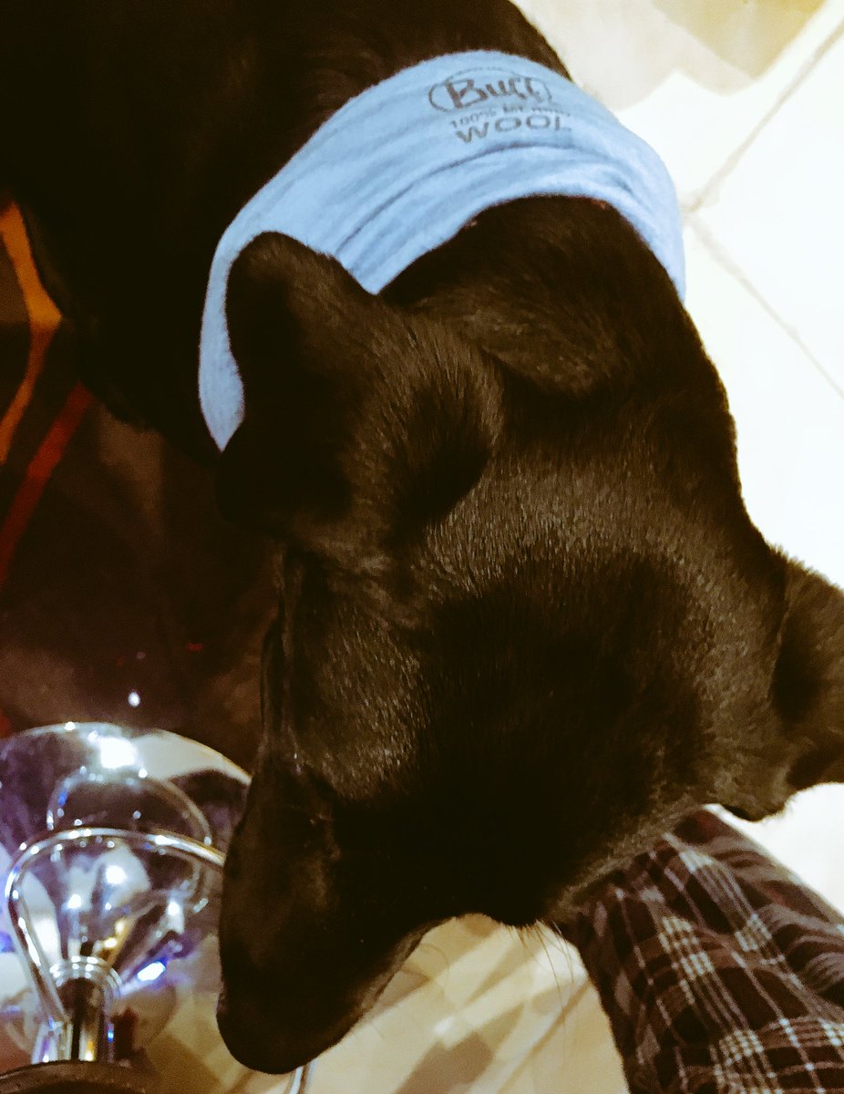 Sportography's tweet photo. @Buffuk @BUFF_USA The Buff Dog #buff #buffuk https://t.co/cLAIoQuwM9