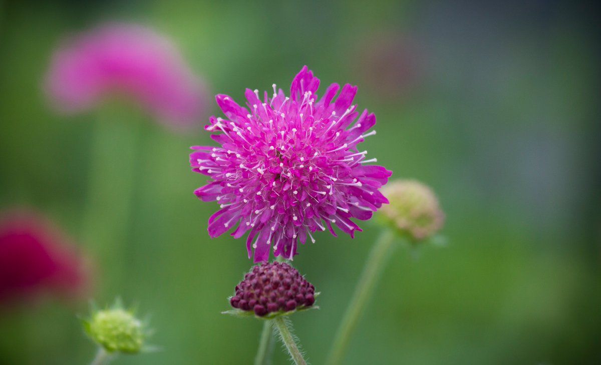 highlinenyc's tweet image. #PlantoftheWeek Mars Midget pincushion plant gets its name from its button-like flowers. bit.ly/2qyBrMx
