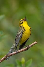 Some male songbirds sing more than 2000 times each day.
