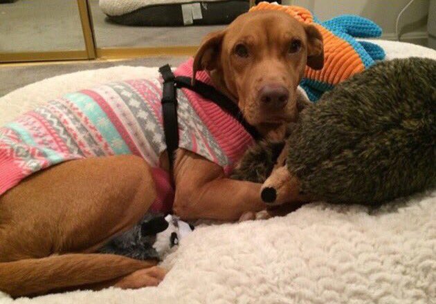 reddogsusie's tweet photo. 🆘🆘🆘URGENT PLEA! Mary 51lb #Lab/#pit adopted from MAS! Owner cannot keep her! #adopt #VA #pitpack #rescue PLS HELP!! 
https://t.co/bB38VyYOVi https://t.co/qRV4yrmg7g
