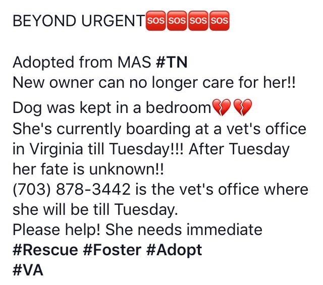 reddogsusie's tweet photo. 🆘🆘🆘URGENT PLEA! Mary 51lb #Lab/#pit adopted from MAS! Owner cannot keep her! #adopt #VA #pitpack #rescue PLS HELP!! 
https://t.co/bB38VyYOVi https://t.co/qRV4yrmg7g