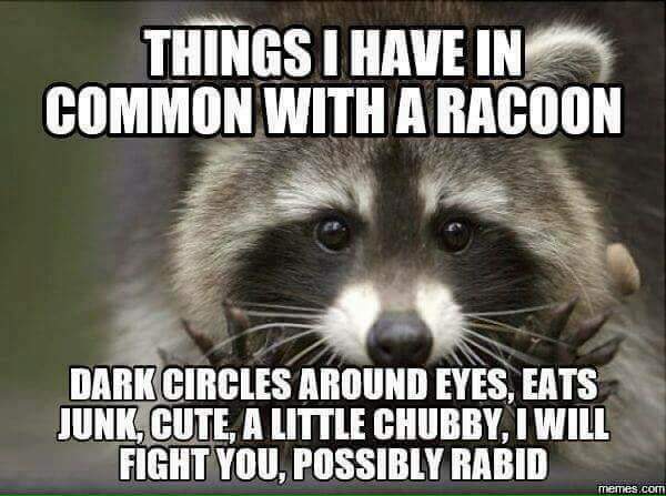 FeeFieryFae's tweet photo. Yup this is me &amp; it's my fave animal 2 😄 #Raccoon #spiritanimal #haveincommon https://t.co/8bzPkdNz6i