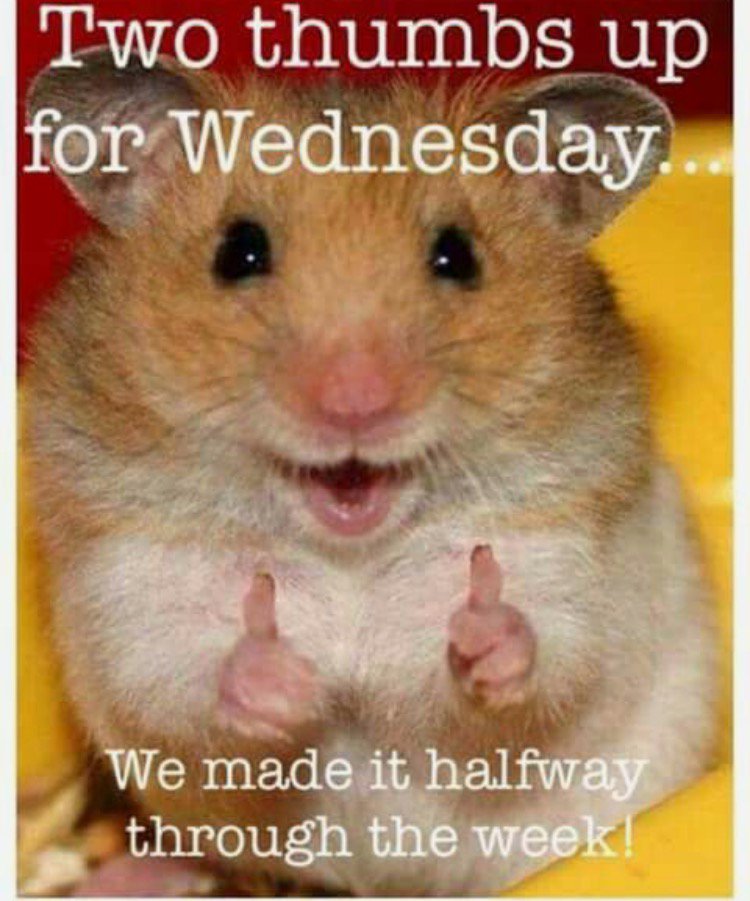 ChefShuttleCAr's tweet image. Jk it’s Wednesday! Just checking to see if you’re making attention :)