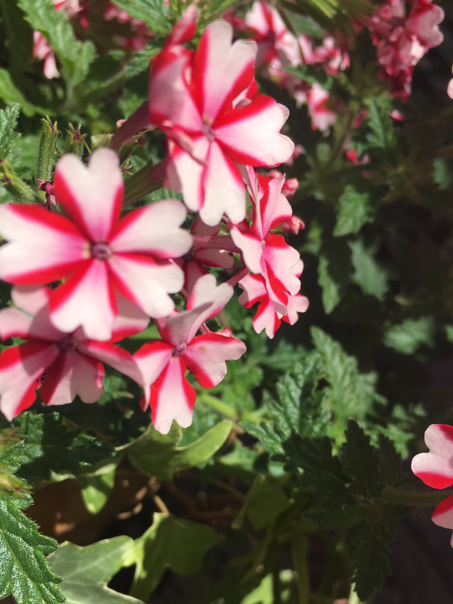 鈴木茉吏奈 ハート型の花びらをしたお花 すごく可愛いんだけど お花の名前がわからない このお花何て名前かわかる方 いますか 花の名前 ハート型の花びら 花が好きな方と繋がりたい T Co 1qwxdxvswx Twitter