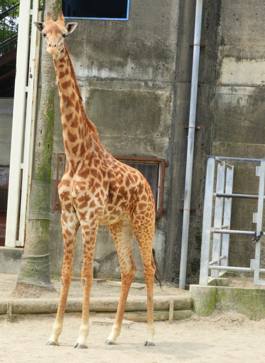 遠 Adv150塗装中 マサイキリンさん アミメキリンは他の動物園でよく見るけどこの子は珍しい 模様が網目じゃない あなたはトラね フェニックス自然動物園 けものフレンズ