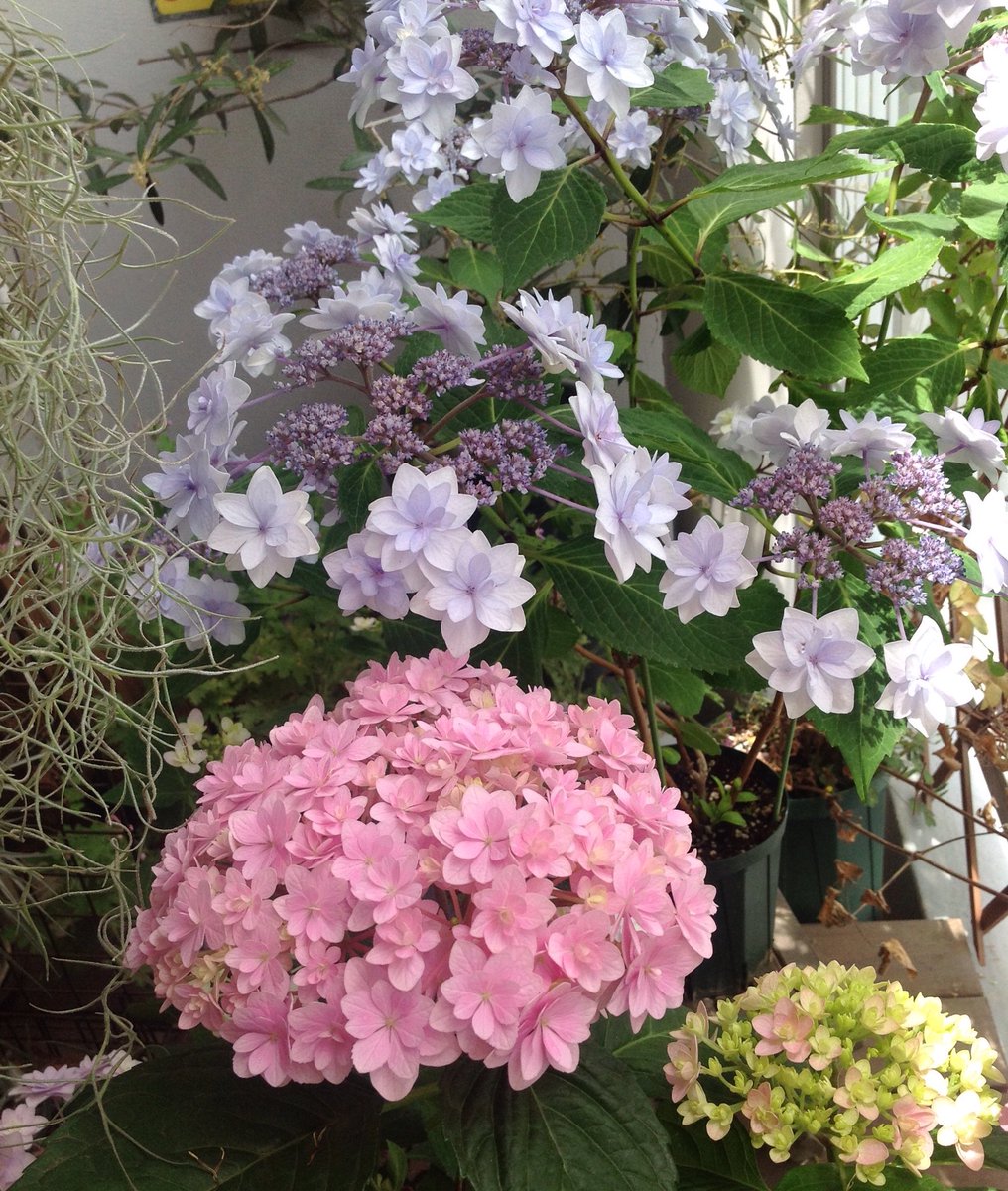 Campanella 日和見博物館 Pa Twitter ベランダの紫陽花 が見頃になってきたんだけど 去年水色 薄紫で咲いてた てまりてまり という品種 写真手前 が完全ピンクに咲いてしもた 奥側の 星花火 は3鉢あるんだけど写真のが一番 青くてあと2つはピンクに近い紫に 青 Campanella 日和見博物館 Pa Twitter ベランダの紫陽花 が見頃になってきたんだけど 去年水色 薄紫で咲いてた てまりてまり という品種 写真手前 が完全ピンクに咲いてしもた 奥側の 星花火 は3鉢あるんだけど写真のが一番 青くてあと2つはピンクに近い紫に 青
