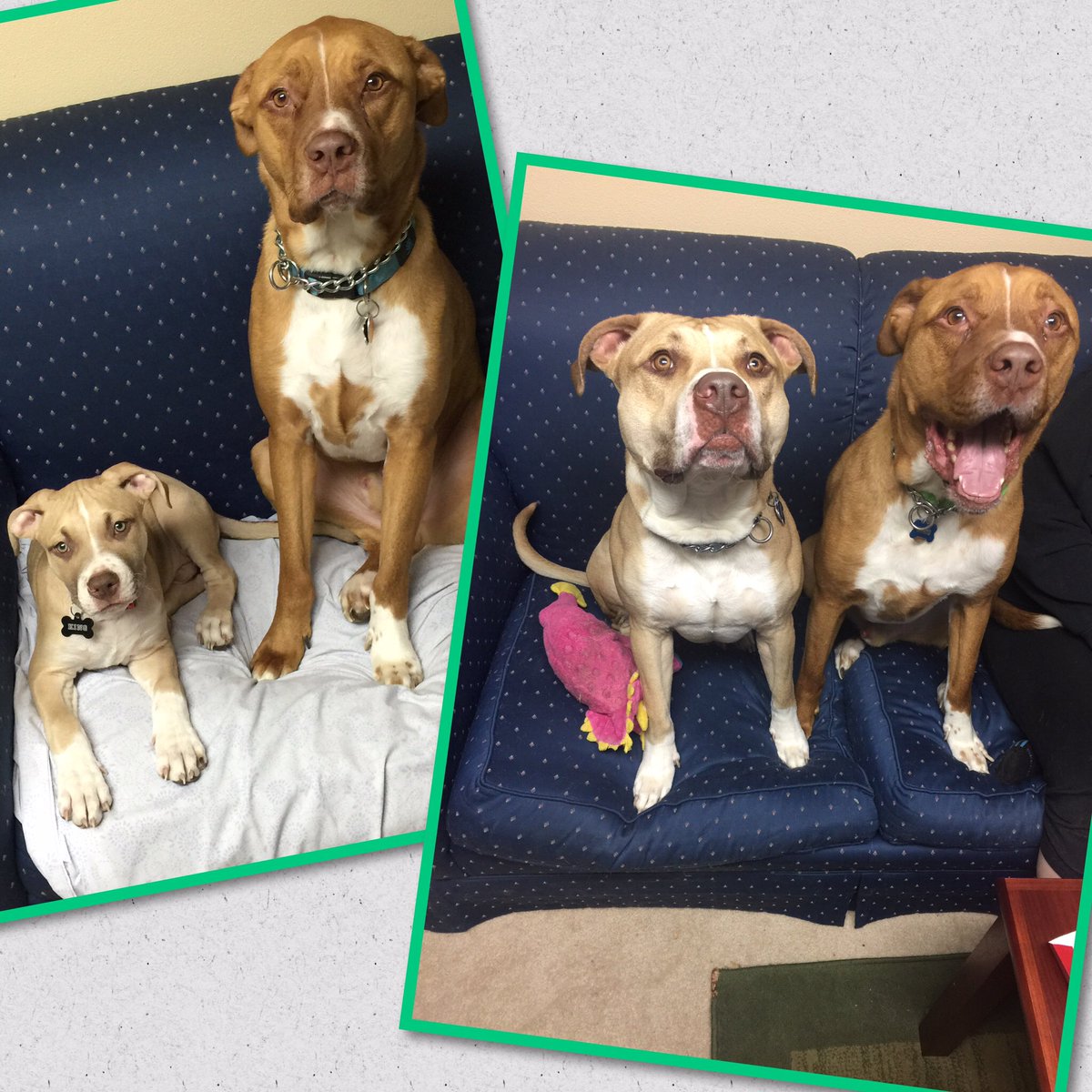 Iam_VanWild3r's tweet photo. Looks at these two handsome boys!! Damn time flys!! #2014vs2017 #pitbulls #pitbullsofinstagram #dontbullymybreed https://t.co/2HCfgHrpXg