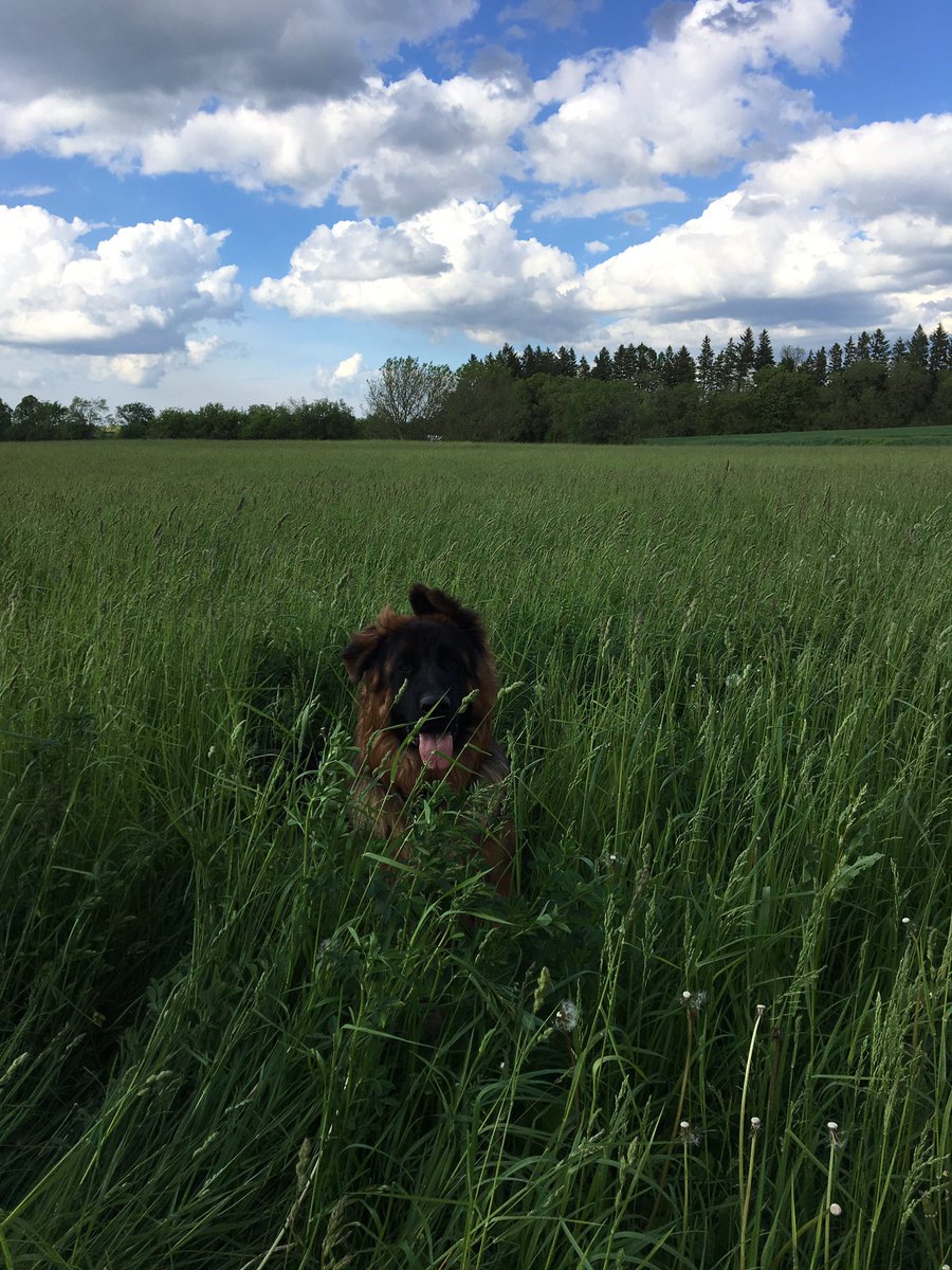 LakeHouseStable's tweet photo. Barn dog is growing up https://t.co/xnQyq369pi
