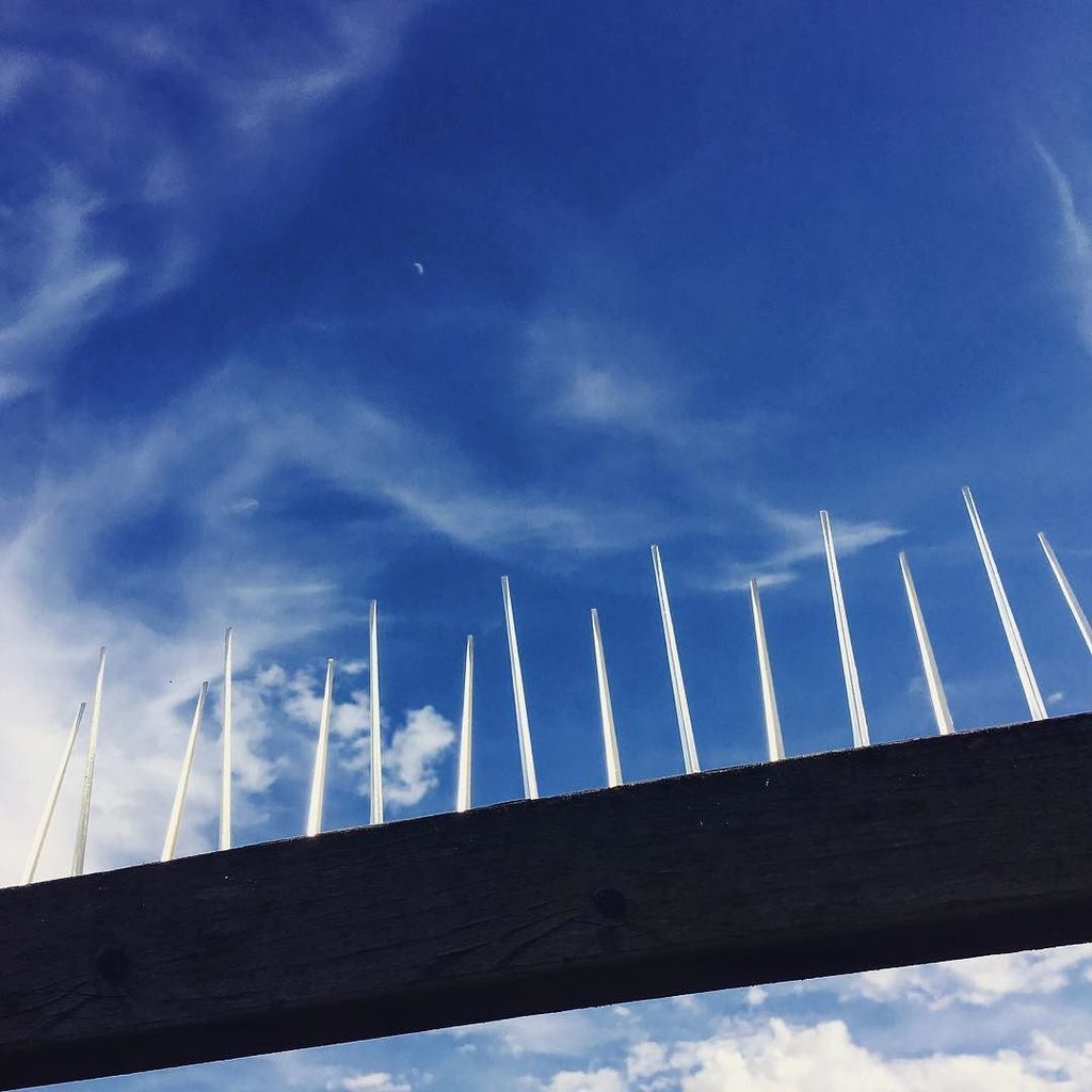 amandadoughty's tweet photo. No cheeky birds here thank you! #homegrown #vegpatch .
.
.
#notmypatch #lookup #sky #blue #clouds #spikey #lines #… https://t.co/ZZ6dJB2swB https://t.co/SeMDXttj6V