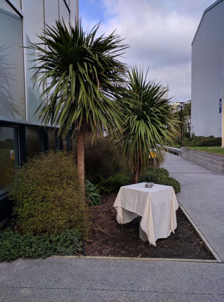 MuralsNZ's tweet photo. Guy Ngan sculpture awaiting this morning's unveiling at @cocamassey https://t.co/D5lEgvaMVV