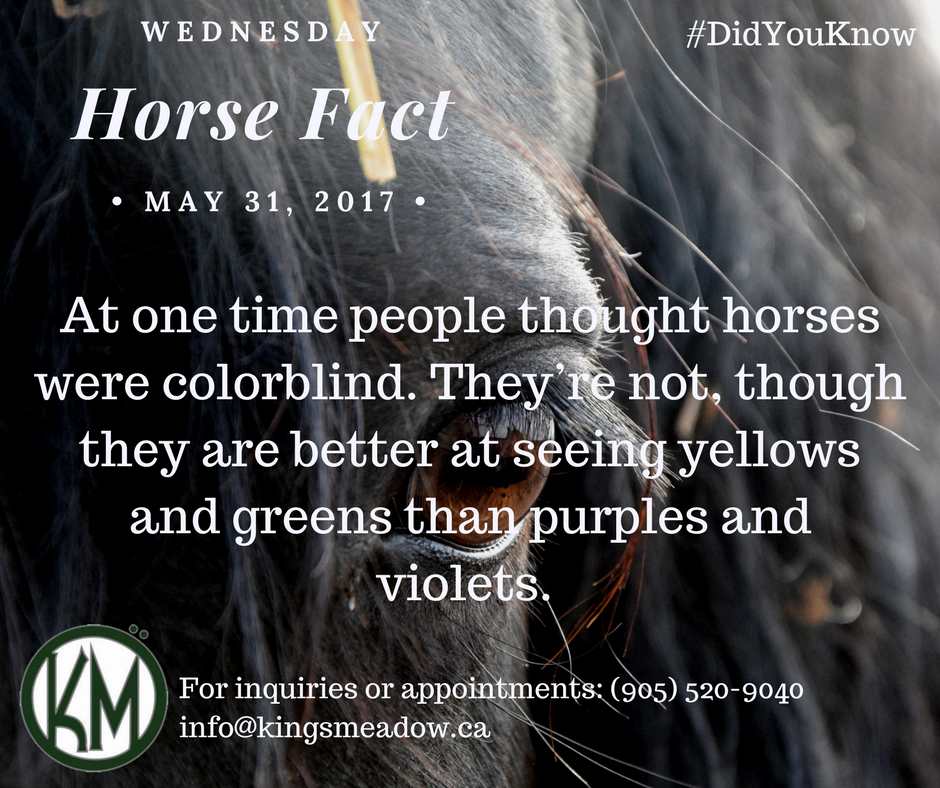 #training #breeding #EquestrianCentre #Hunterjumper #KingsMeadowEC  #Andalusian #PuslinchOn #Hamilton