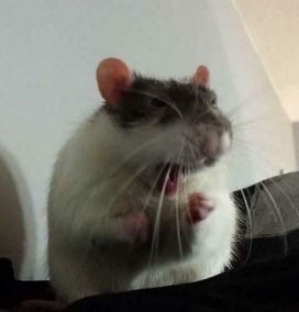 Jukeslol's tweet photo. EU QUERO ME TATUAAAR https://t.co/TYkNWznlbD