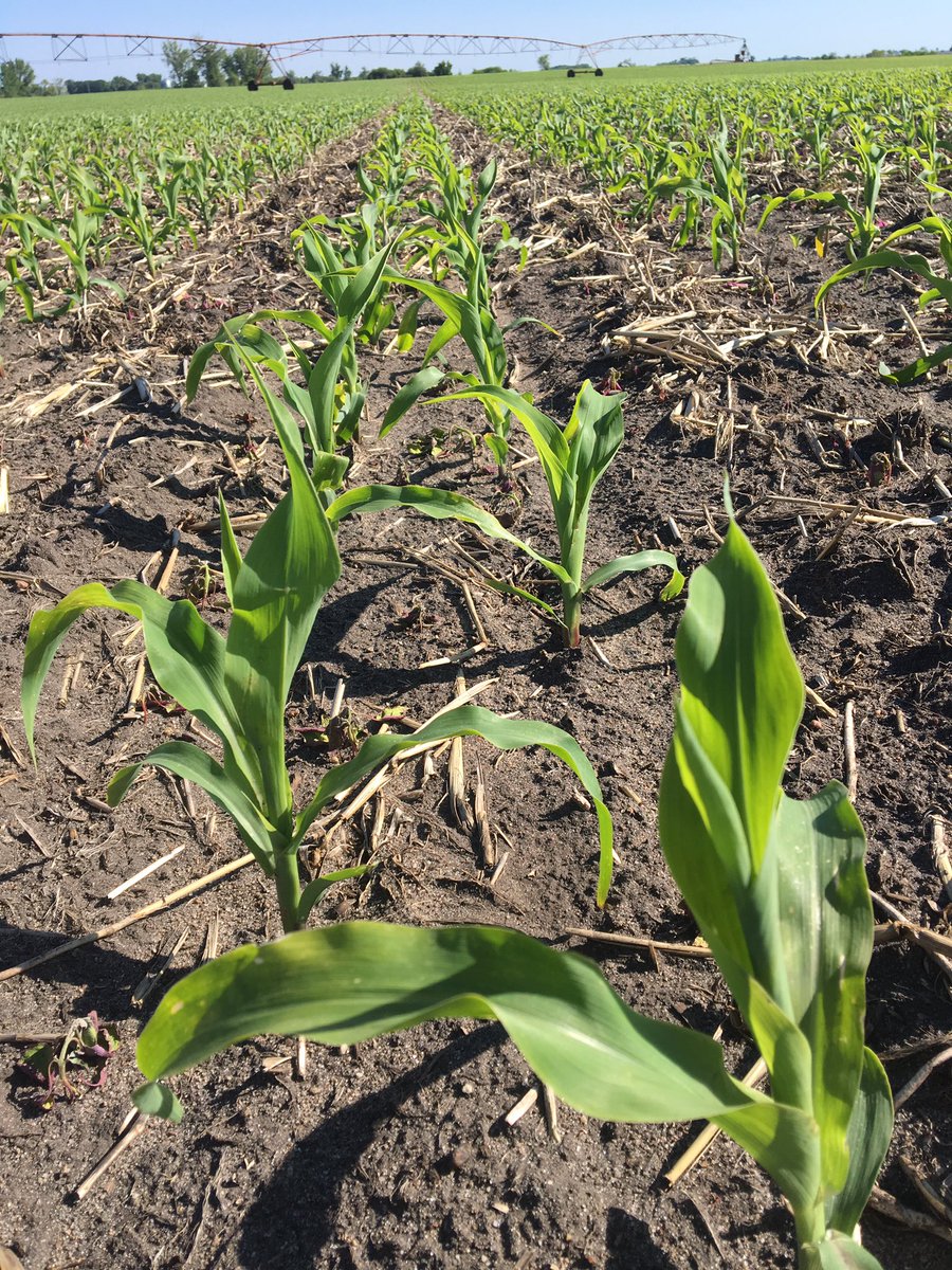 kelseyvano9's tweet photo. Looking 👌🏻🌽 #twinrow #croplan4199 #ascend #nutrigation #V4 https://t.co/LQrsLAiW8E