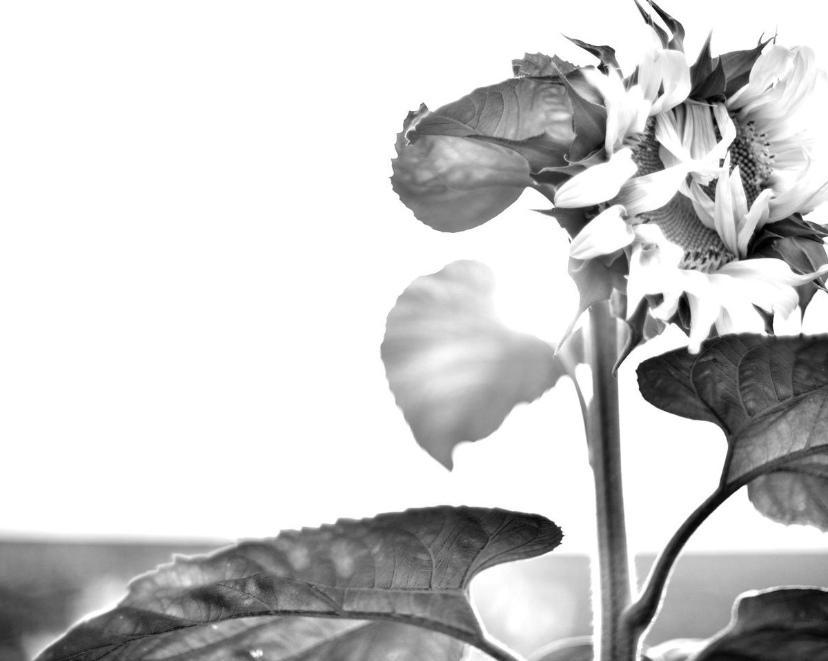 Guy Geva tweet media