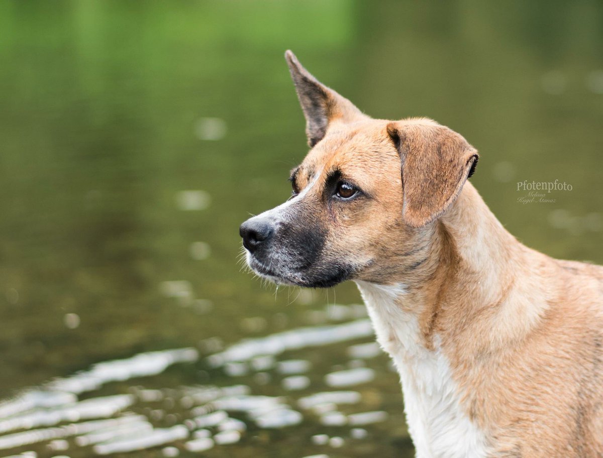 Pfotenpfoto's tweet photo. Ihr wollt auch ein Shooting mit eurem Hund?
Meldet euch gerne bei mir, ich freue mich auf euch und eure Fellnäschen!#fotoshooting #hunde https://t.co/Mxt6f8a63j