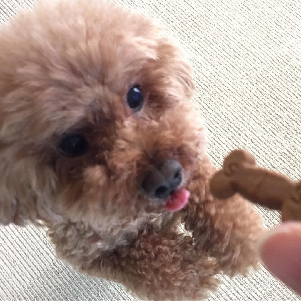 yuki_bell's tweet photo. おはようございます♪
今月もお薬からスタートです💊 
待ちきれないベルからもおはよー！

#トイプードル 
#フィラリア予防
#6月もよろしくね
#モジャマックス
#トリミングまであと9日 https://t.co/YjNVFM7TgD https://t.co/NCSCjOUM1r