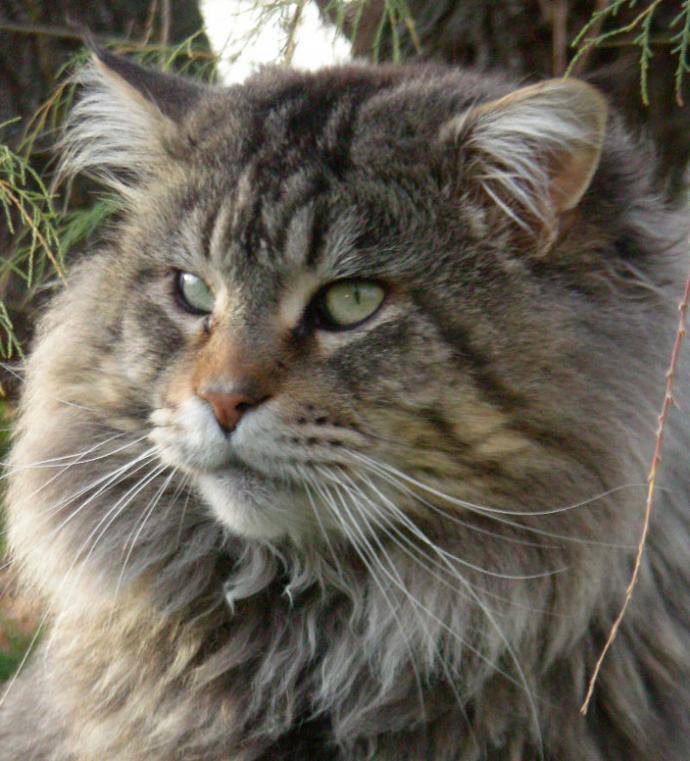 hansgi61's tweet image. Cat Maine Coon