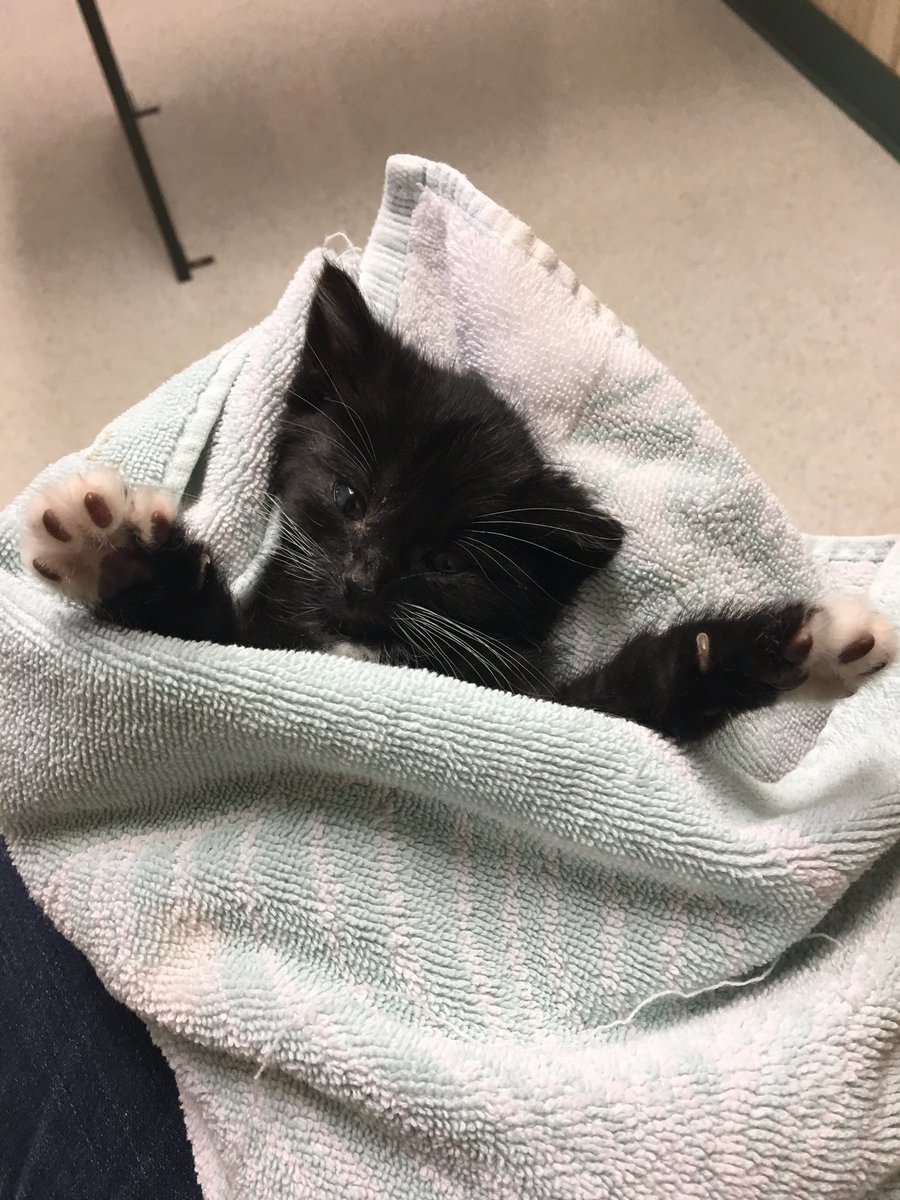 katie_ockers's tweet photo. Poor Maui is sick. At the vet for fluids and more meds. #rescuekittens #somuchpoop #sendhimlove @anamariecox https://t.co/pKnI8HlBLW