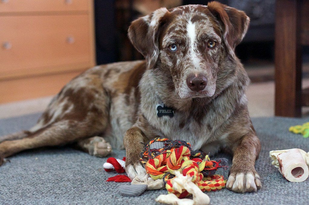 MindEscape1's tweet photo. My Review On The Mighty BarkBox https://t.co/3fTRaYvCZ6 https://t.co/p7ukWksaTy