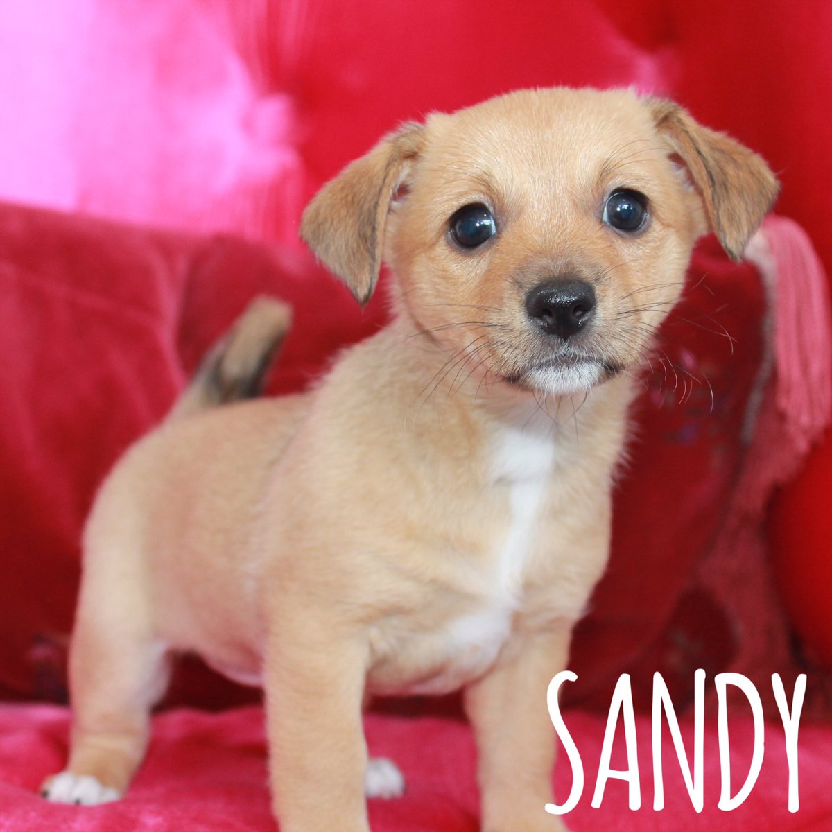Sandy is now up for adoption at Vanderpump Dogs! Come on in today, because we have a feeling she won't be here for too long!