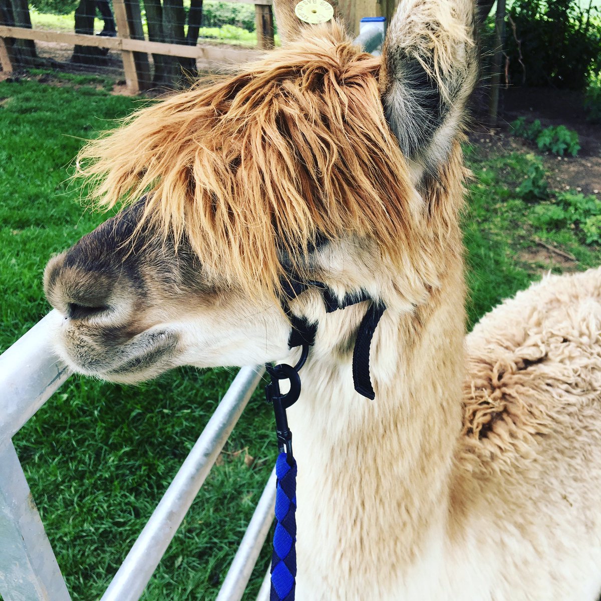 cliftonalpacas's tweet photo. Halter training with Chesney #alpaca #farm https://t.co/CKophqta4a