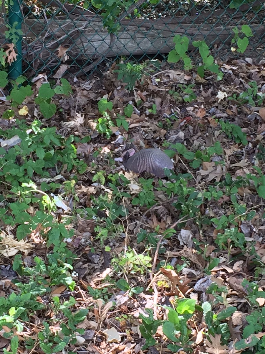 SmithRES1st's tweet photo. Saw armadillos in the garden today!! https://t.co/LMB19WWAN5