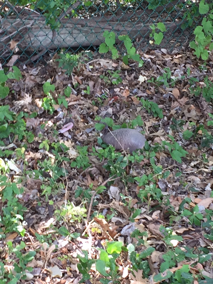 SmithRES1st's tweet photo. Saw armadillos in the garden today!! https://t.co/LMB19WWAN5
