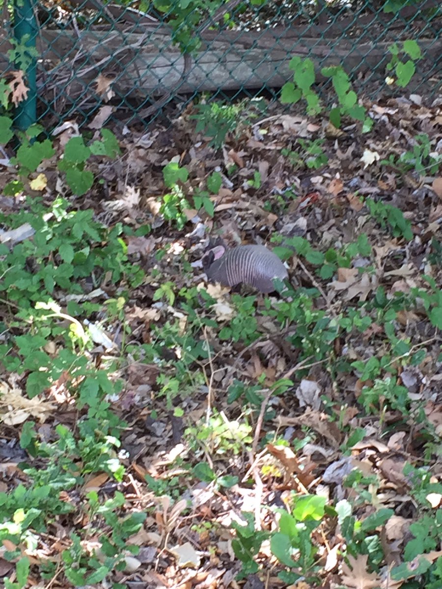 SmithRES1st's tweet photo. Saw armadillos in the garden today!! https://t.co/LMB19WWAN5