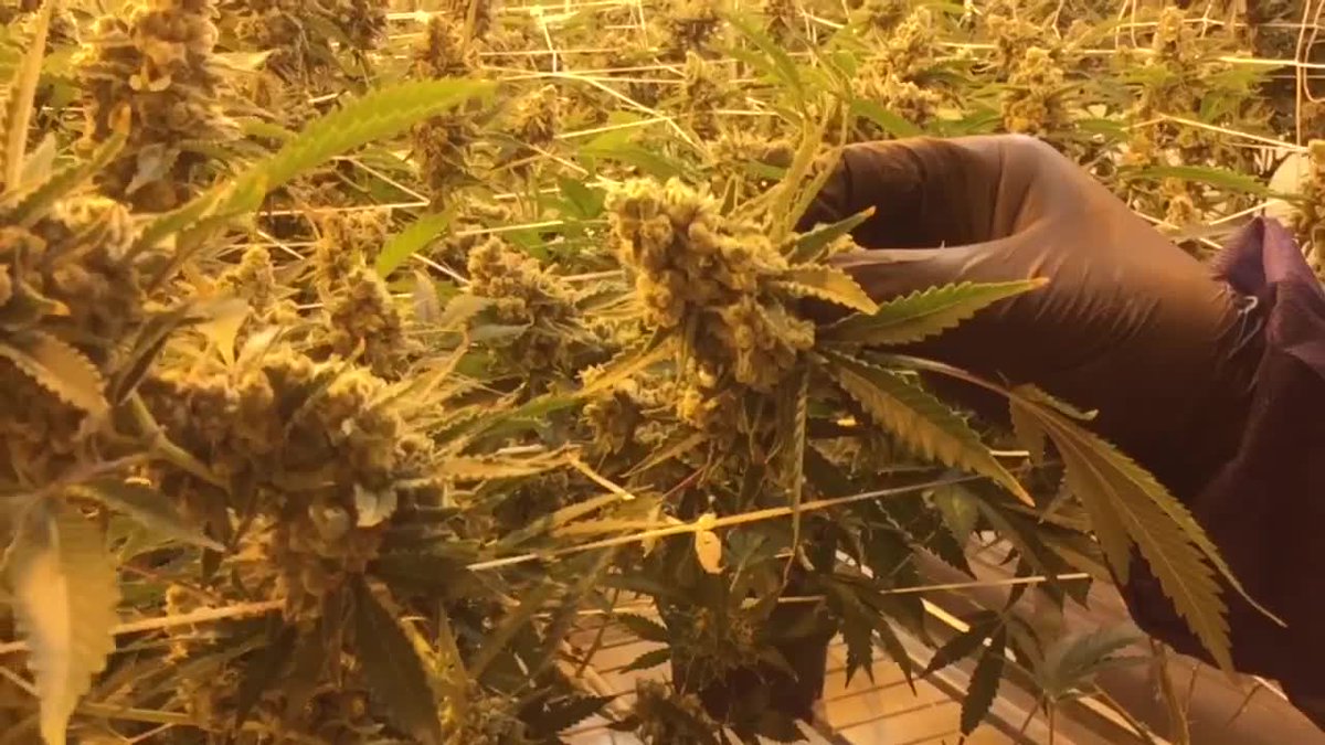 KTNV's tweet photo. Recreational marijuana sales in Nevada likely a month away, could be a boon for Las Vegas https://t.co/nN252ncQPG https://t.co/NS08fuzdW1