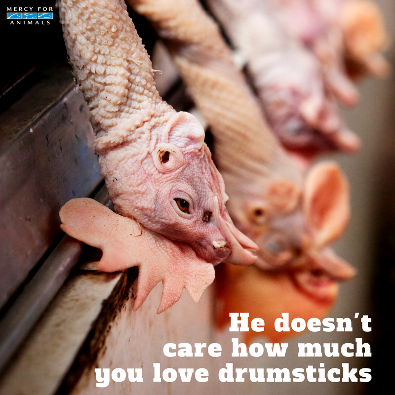 MercyForAnimals's tweet image. He doesn't care how much you love to eat meat. #GoVegan