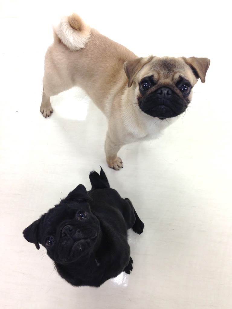 専門学校 ちば愛犬動物フラワー学園 Pa Twitter おはようございます 本日6月1日より 第1期のaoエントリーがスタートしました エントリーシートは持参でも郵送でも受け付けています 第1期は本日 9月30日 土 までとなります エントリーお待ちしています Ao入試