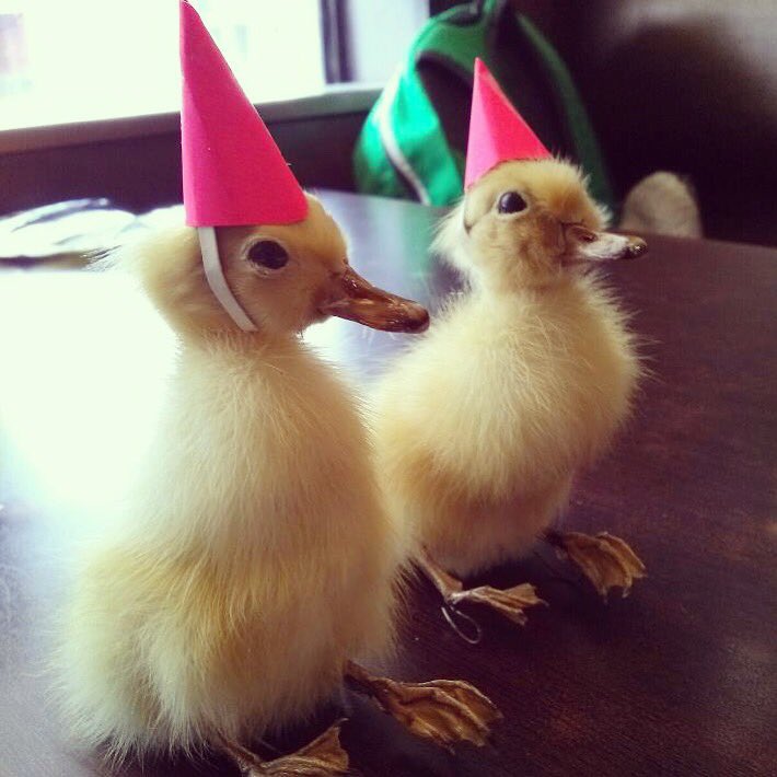 The10at10's tweet photo. Actual picture of Erin &amp; Gwen getting ready for tomorrow's show. 10 pm @mortyscomedy! IT'S FREE! #indy #comedy #indianapolis #keepindyindie https://t.co/DScyjKfkOe